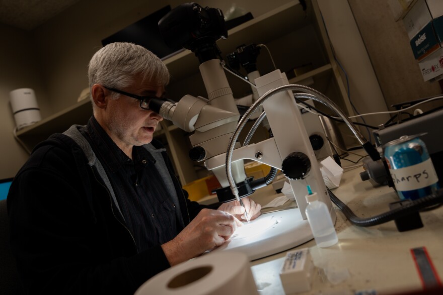 A white man looks at moss through a microscope in a lab.