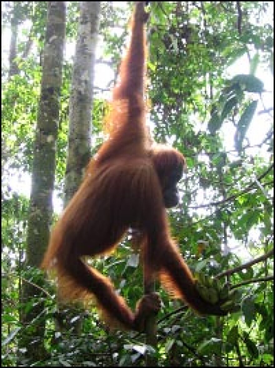 An orangutan swings through the trees at a tourist-oriented facility in Bukit Lawang, outside of Medan.