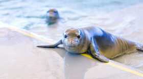 The Marine Mammal Center is the lead responder for Hawaiian monk seals on Hawai‘i Island, and operates a 24-hour hotline at 808-987-0765.