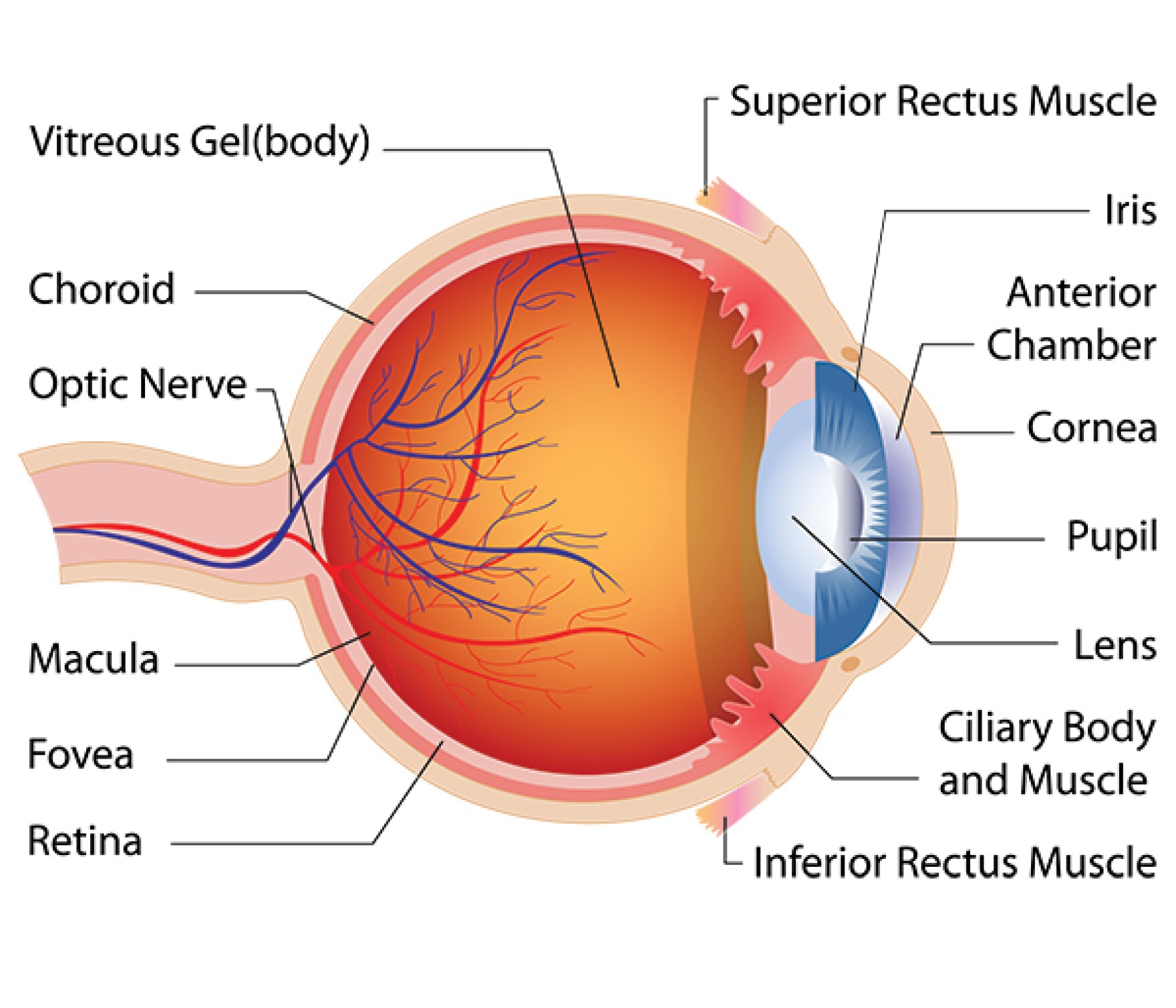 Study steroid shows potential for treating cataracts without surgery