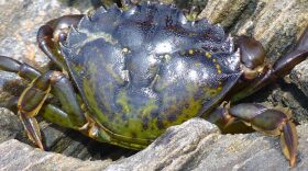 A European green crab.