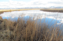 A hay field flooded enough to look like a pond.