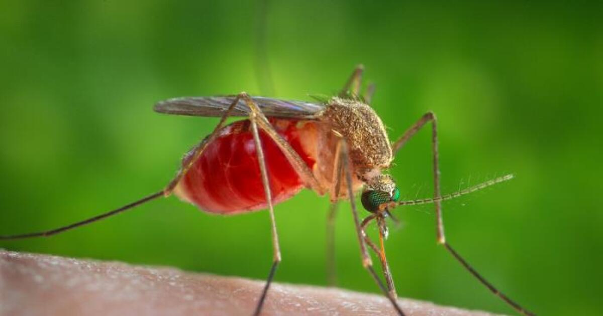 Google wants to release 64M sterile mosquitoes. Why is the tech giant interested in pest control?