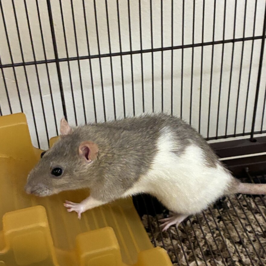 Boba the "fancy" rat.