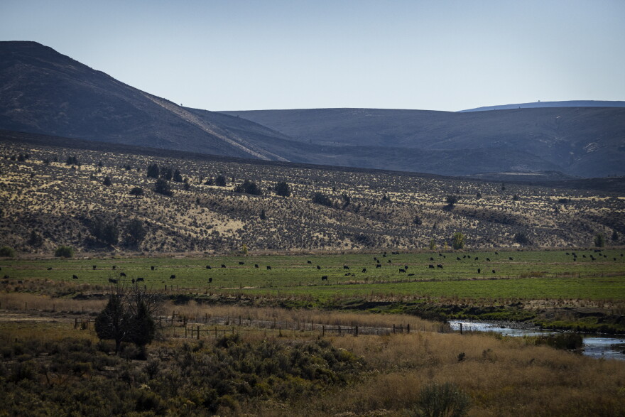 Cattle graze near the boundary of the massive Coleman Creek Fire. 