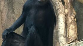 Langurs in a tree