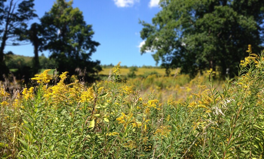 a field of wild flowers and trees