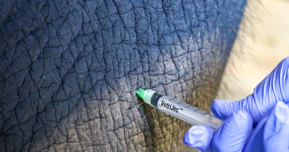Elephant Injection Syracuse twin elephants receive new vaccine against deadly virus | WRVO ...