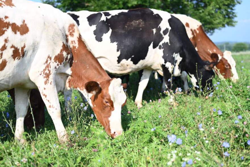 Dairy cows grazing on pasture at Paris Family Farm in southern Wisconsin. (Chris Bentley/Here & Now)