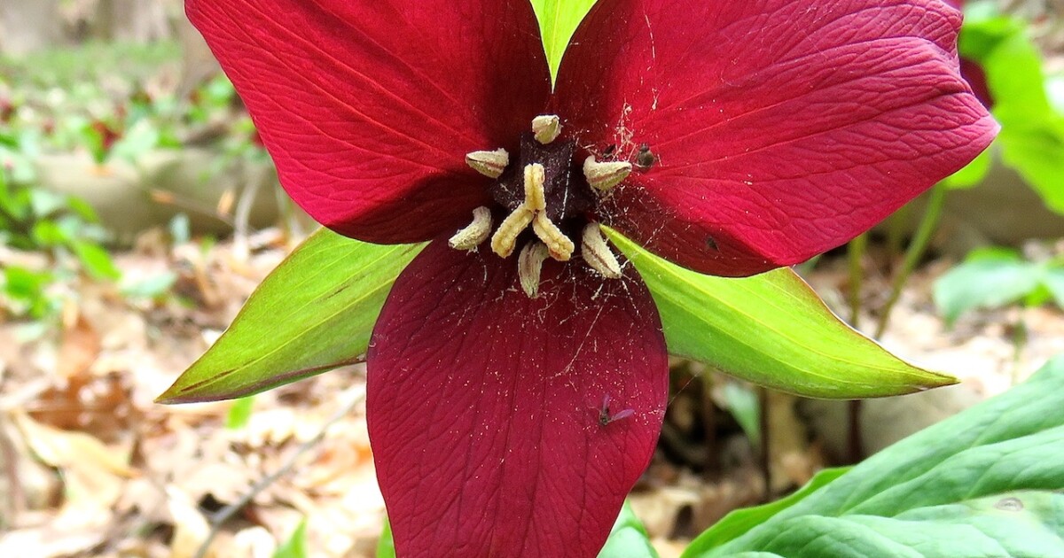 CT Spring Wildflowers How to Identify Them and Where to Find Them