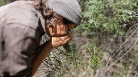 Cebastien Rose smells a coyote willow while walking in the Albuquerque Bosque. When the leaves of the willow decompose on wet ground, they smell akin to blooming roses.