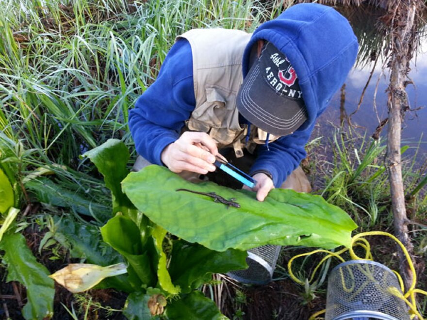 Josh Ream chronicling amphibians along the Stikine River. Photo courtesy Seth Perry.