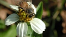 Honey Bee in Sunlight. Photo by Scott Kinmartin