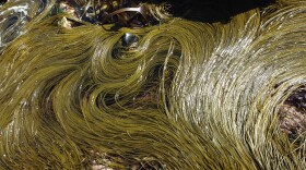 Shown here in a photo from 2014, sea spaghetti, or the brown alga Himanthalia elongata, dominates the shoreline in July at Cape Cornwall, UK. 