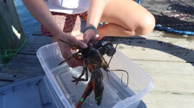 WHOI researcher Andria Salas handles a lobster in Woods Hole. To monitor the heart rate and motion of the animal as the pile driver strikes, the researcher invented a unique crustacean-adapted saddle — "basically, Fitbits for lobster." It's made out of a snorkel mouthpiece, custom circuit board, and velcro straps.