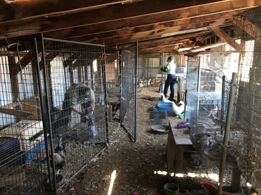 Some 50 animals were removed from a ranch in a remote part of Ventura County during an animal abuse investigation.