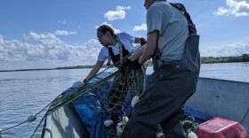 Mayor of Akiak, Bobby Williams, reels in his net with his daughter Margaret.