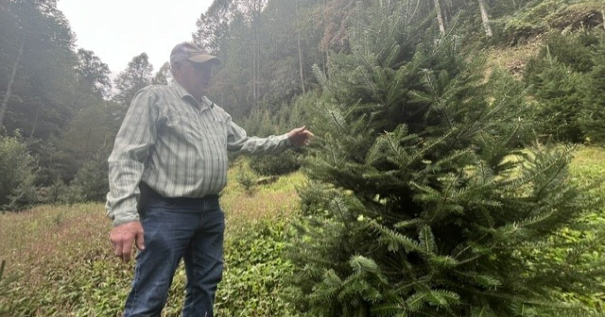 The climate of Christmas tree farming in Appalachia