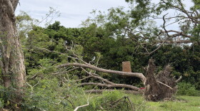 A downed tree that probably fell when Hurricane Lala impacted Hawaiʻi Island earlier in the month is seen along Hawaiʻi Belt Road on Friday, Sept. 25, as residents and visitors brace for Hurricane Nolo.