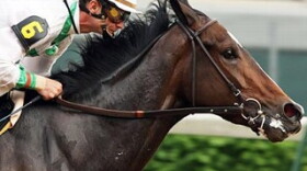 Rachel Alexandra became the first filly in over 80 years to win the Preakness Stakes in 2009, then backed that up with wins in the Haskell and the Woodward. The record-setting lady was reportedly bred to Champion, Curlin on Monday.