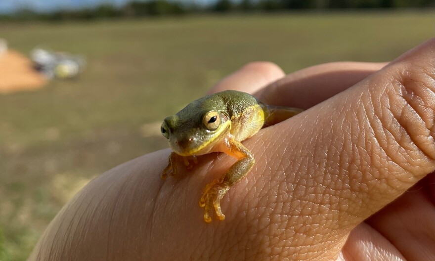 A photo of a small green frog found in the Econfina Section of the Florida Trail, taken December 2022.
