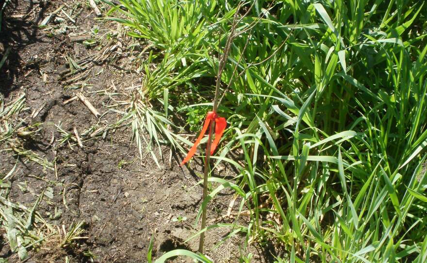 Cypress saplings are marked with red tags for protection.