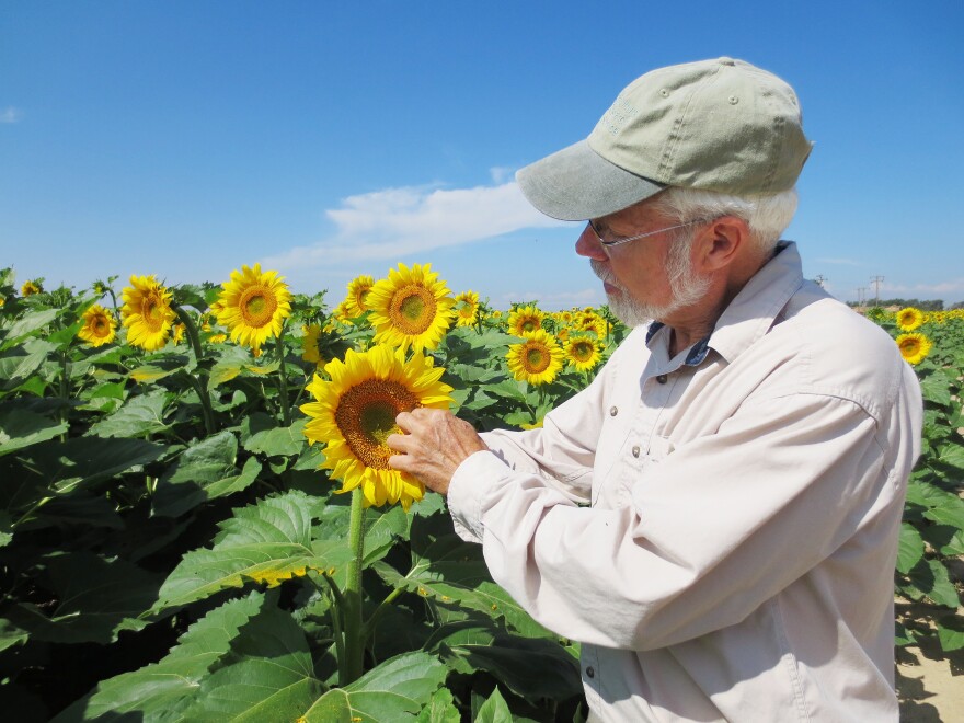 Tom Trout studies irrigation technology, one area where Colorado is innovating, for the USDA. Here, he examines a sunflower test plot in rural Weld County, Colo.