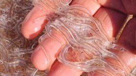 The glass eel/elver fishery