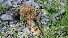 morel mushroom