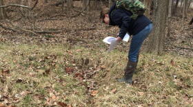 An Indiana Department of Environmental Management employee inspects an area in Hamilton County where an agricultural tile has been damaged, causing what they call an isolated wetland to form over time, 2017.