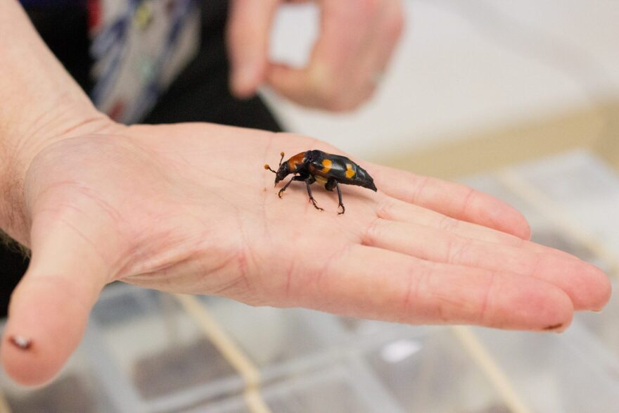 An American Burying Beetle leaves a brown secretion on Oklahoma State University professor Wyatt Hoback's fingers.