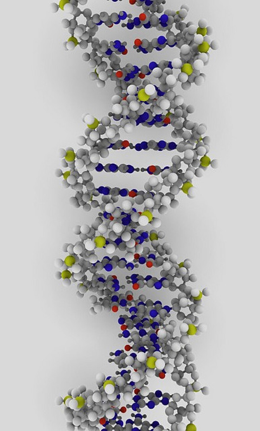 A DNA rendering