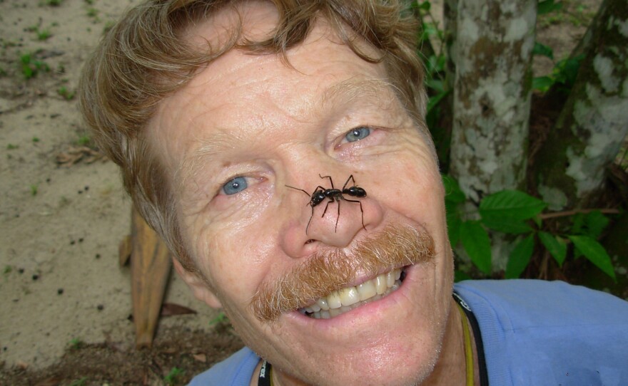 On his nose is the Dinoponera Gigantea, the world's largest ant, also known as "The gentle giant".