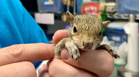  Some baby animals were blown out of their nests. 