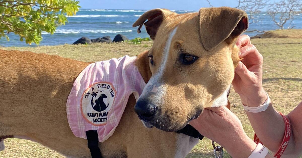 Looking for a pet? Hawaiian Humane Society wants you to trot into a shelter