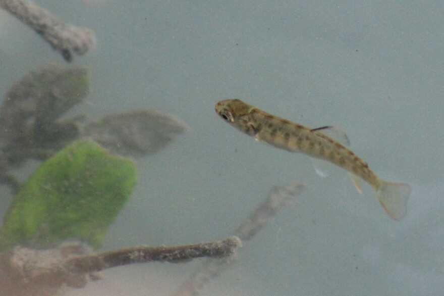 A baby salmon swims in the Kenai River on Wednesday, Aug. 5, 2026 near Soldotna, Alaska.