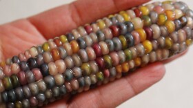 These pearlescent, multi-colored corn kernels were blessed by a Hopi elder and a given to me by a friend. The ability to grow unusual varieties of vegetables is just one of the many benefits of growing your own from seed.