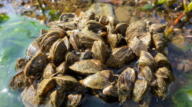 Freshwater mussels