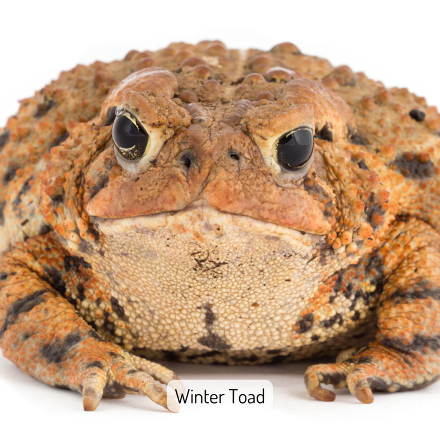 A large toad fills the image. It is a peachy-orange color with bumpy skin and dark eyes ringed in gold. The skin under the chin is lighter in color. The image is captioned "Winter Toad".