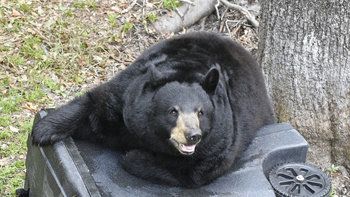 A measure allowing the public to kill bears if legitimately threatened sparks passionate debate - Vimarsana News