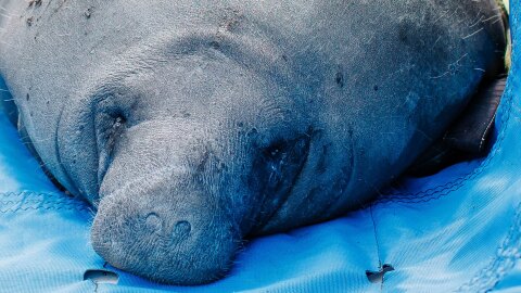 An injured manatee