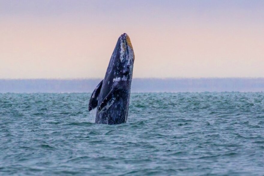 A gray whale breaches off the Oregon coast.