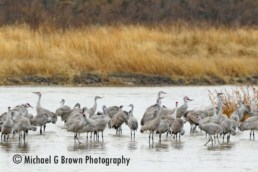 A small group of Sandhill Cranes roost on the Platte River near Grand Island, NE during the spring migration in March of 2021.