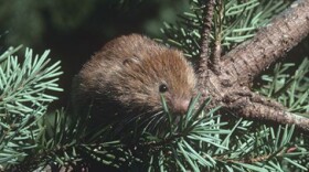 Red tree vole