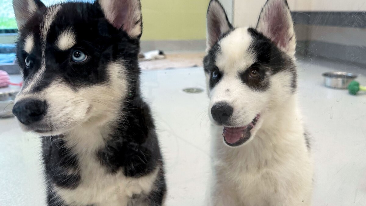 With opening of a new shelter, homeless pets in Fairfield County find a new beginning
