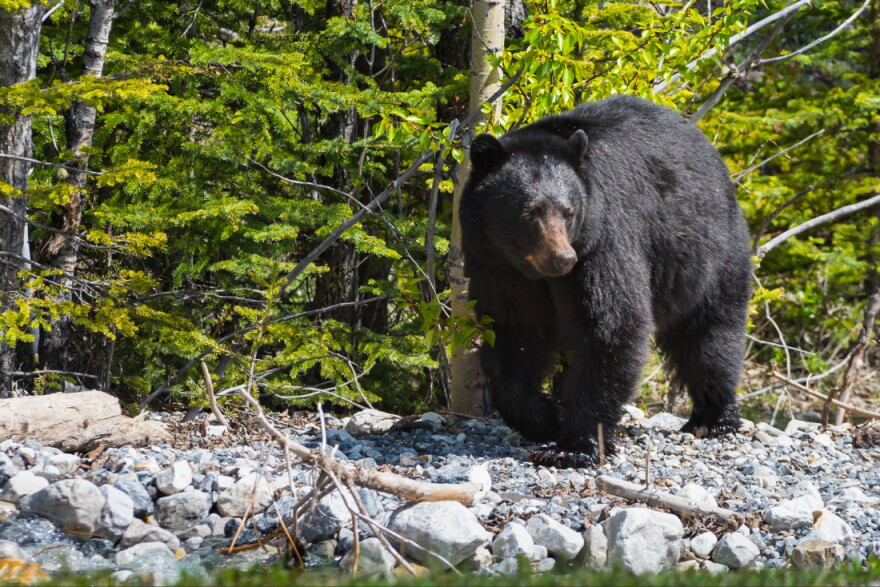 Bear stands on rocks in front of a canopy of trees
