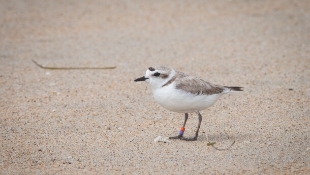 A small, round bird stands in the sand. She has two little plastic bands on one of her ankles. 