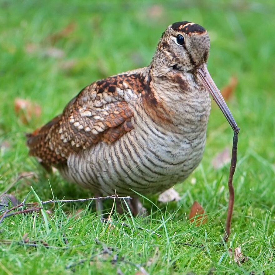 American Woodcock