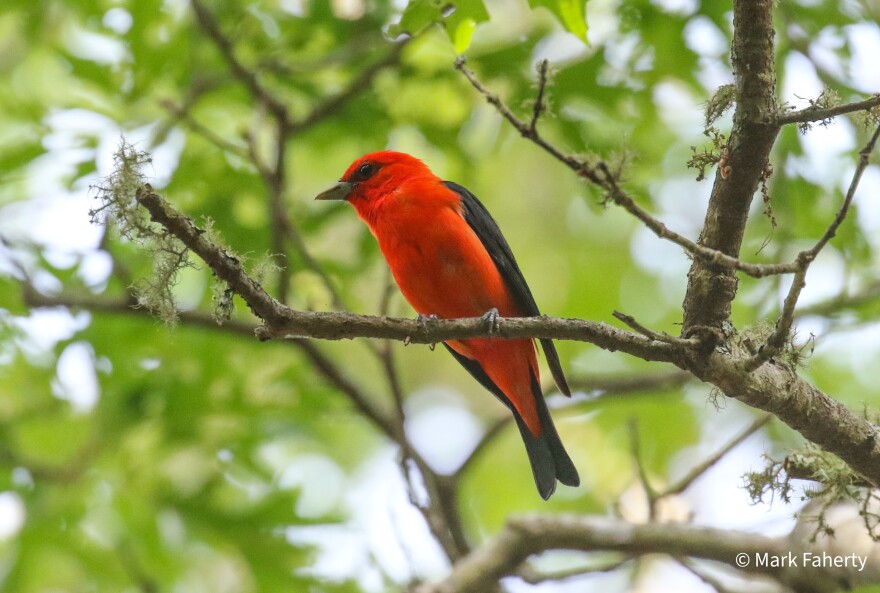 Scarlet Tanager