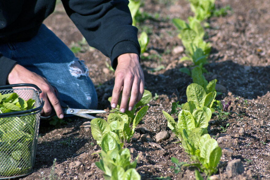 Each farmer is being assigned a plot ranging from one-half to one full acre. (WFIU/WTIU)